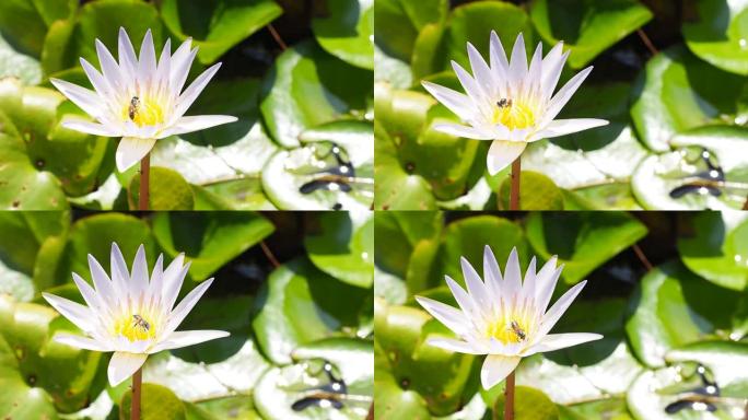 一只蜜蜂在池塘里绕着莲花花粉花飞翔。封闭的蜜蜂从白色紫色的百合花荷花中愉快地吮吸花蜜花粉。