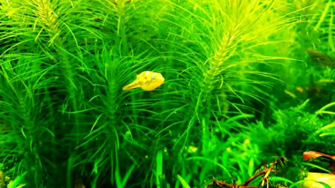 水上植物水族馆中的小型淡水河豚