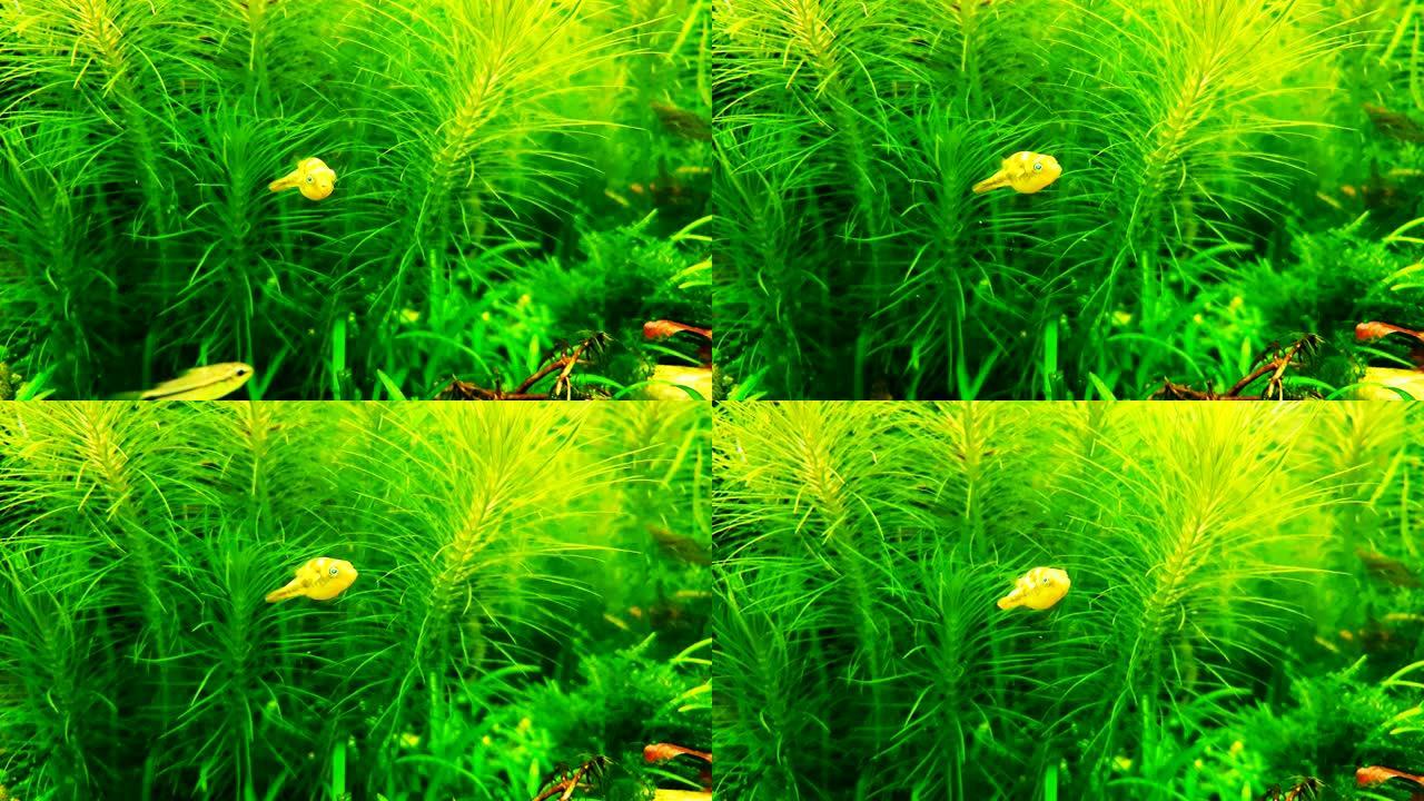 水上植物水族馆中的小型淡水河豚