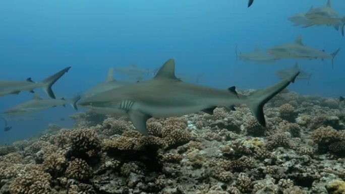 太平洋鲨鱼的水下视图。海洋生物与灰鲨在海中的珊瑚礁附近游动。在清澈的水中潜水-4K