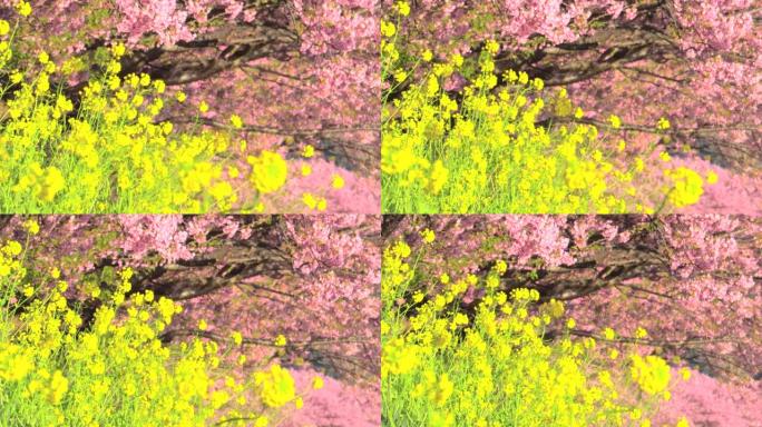 春季的卡诺拉花对抗川津樱花树