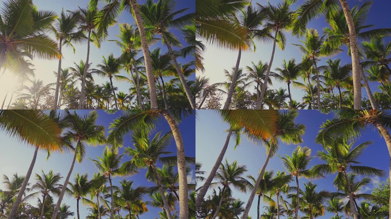 热带海滩上的椰树对抗蓝天
