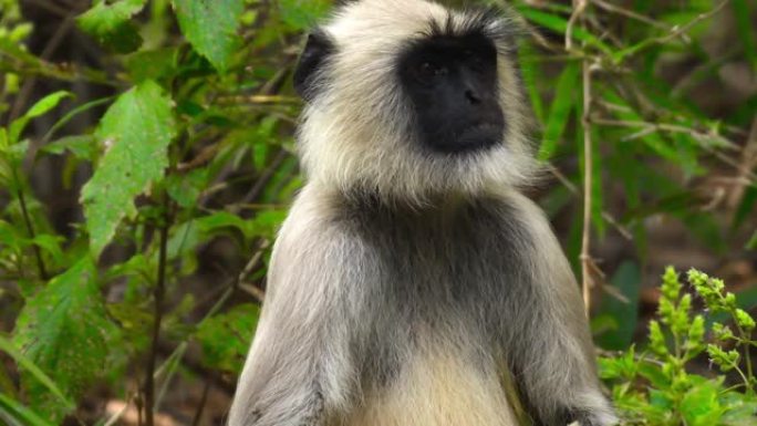 印度森林保护区叶猴的关闭