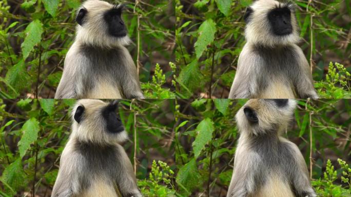 印度森林保护区叶猴的关闭