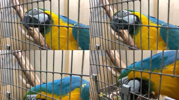 巨大的彩色蓝色和黄色金刚鹦鹉，Ara ararauna在笼子里吃种子特写