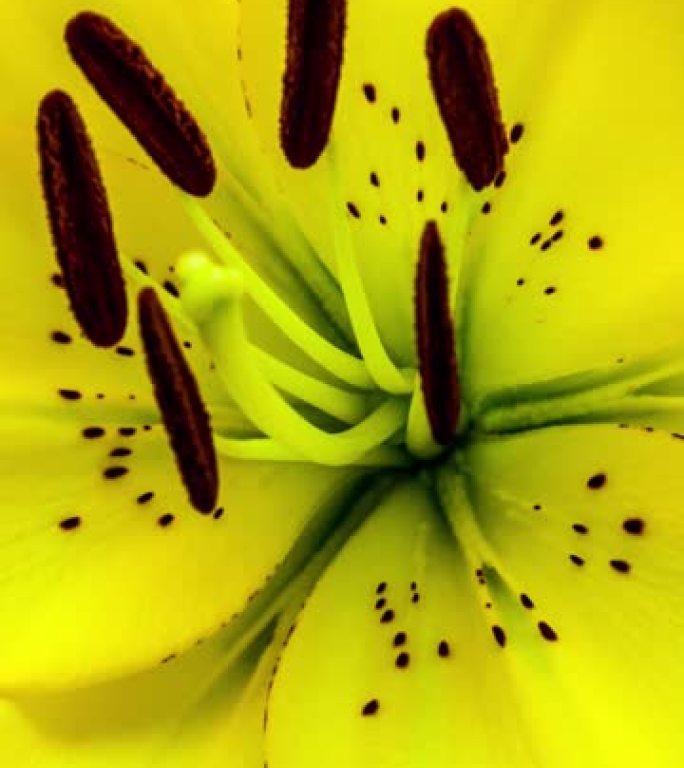 4k垂直延时的百合花开花并在黑色背景上生长。百合盛开的花。9:16比例的垂直时间流逝手机和社交媒体就
