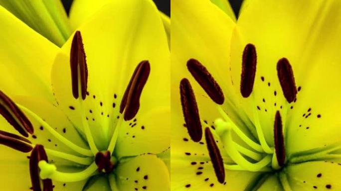 4k垂直延时的百合花开花并在黑色背景上生长。百合盛开的花。9:16比例的垂直时间流逝手机和社交媒体就