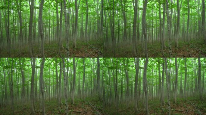 迷雾山毛榉树森林 | 缩小