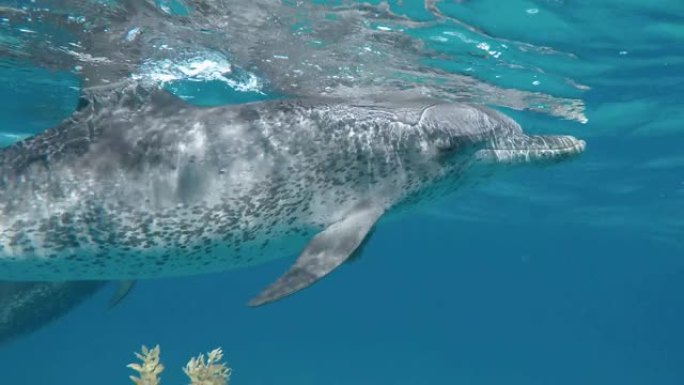 海豚在水下游泳太平洋印度洋视频素材