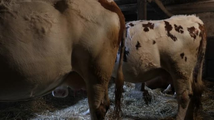 谷仓里的奶牛分解植物物质的纤维素