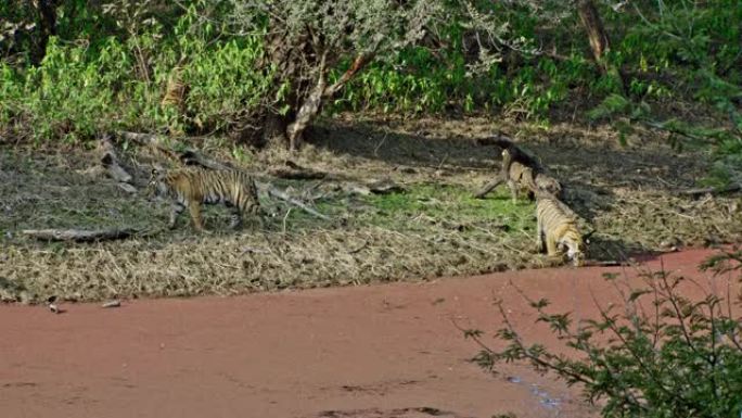 湿地附近三只亚成年虎