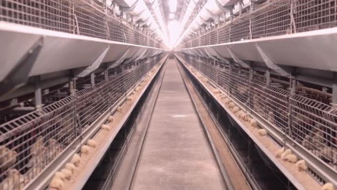 家禽工业用雏鸡养鸡场视频素材小鸡