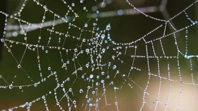 蜘蛛网的中心覆盖着透明的水滴