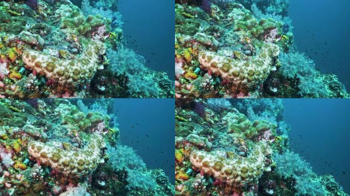 自然回收海参 (Bohadschia graeffei) 动物在珊瑚礁上的行为