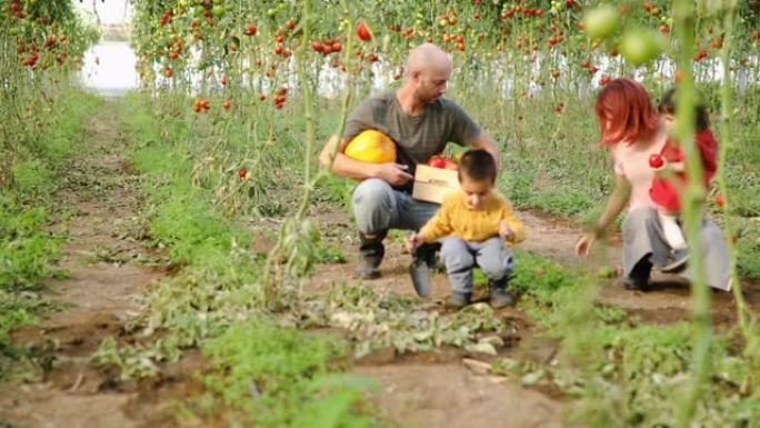 可爱的素食家庭在他们的有机农场收获番茄