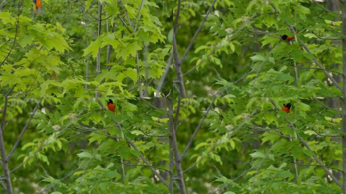 在树上用鲜艳的橙色羽毛击中巴尔的摩金莺的双重射击