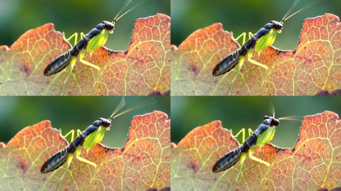 螳螂的微距摄影螳螂捕食一只螳螂螳螂特写
