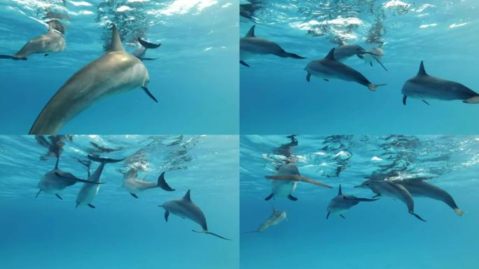 一群海豚在蓝色的水面下游泳。旋转海豚 (Stenella longirostris)，水下镜头，特写