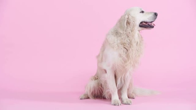 可爱的纯种金毛猎犬坐在粉红色上