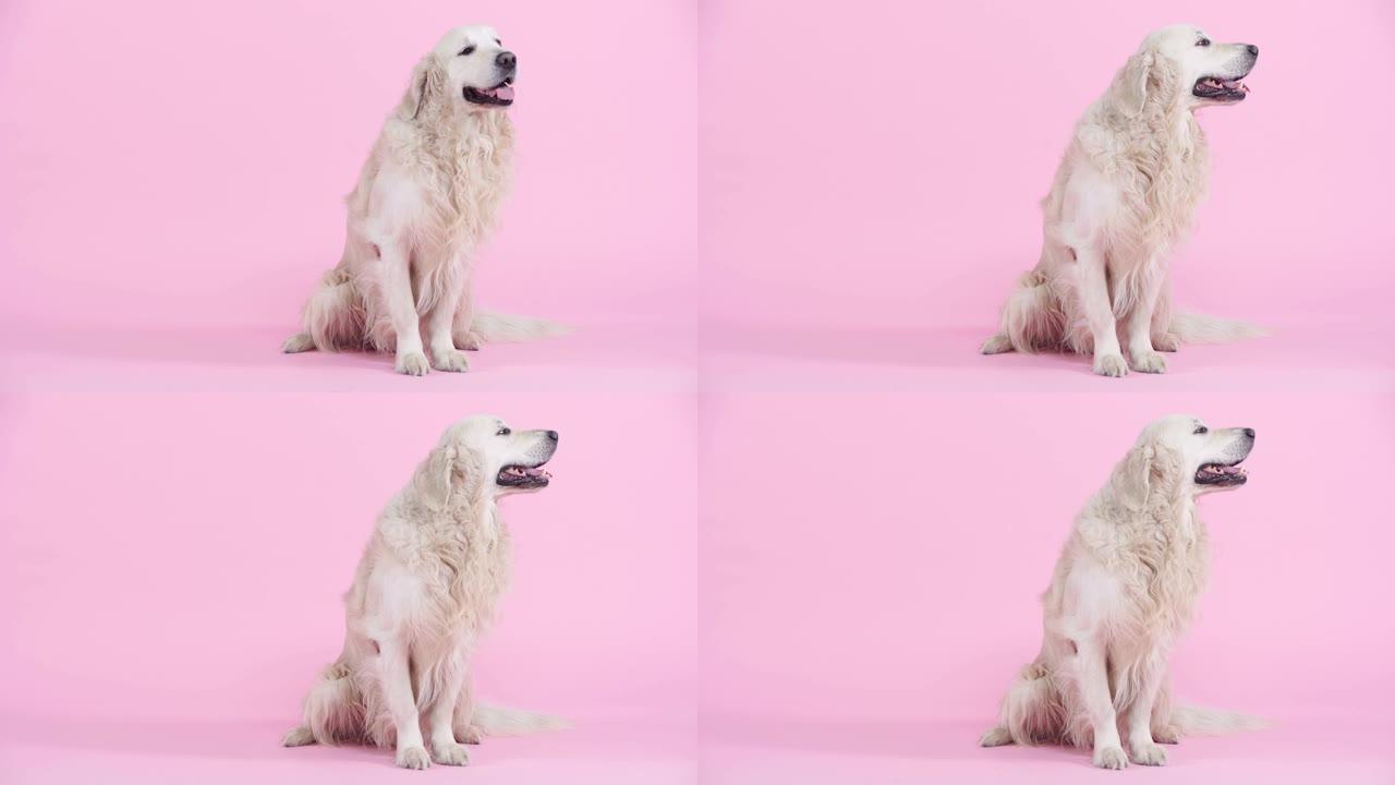 可爱的纯种金毛猎犬坐在粉红色上