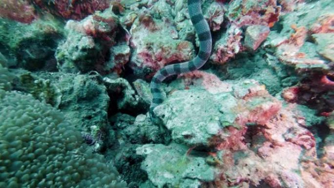 在水下珊瑚礁特写上狩猎的剧毒海妖 (Laticauda colubrina)