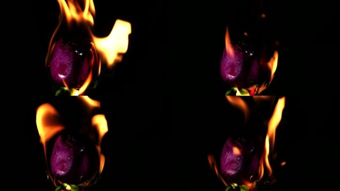 在火焰中燃烧的红玫瑰的特写镜头