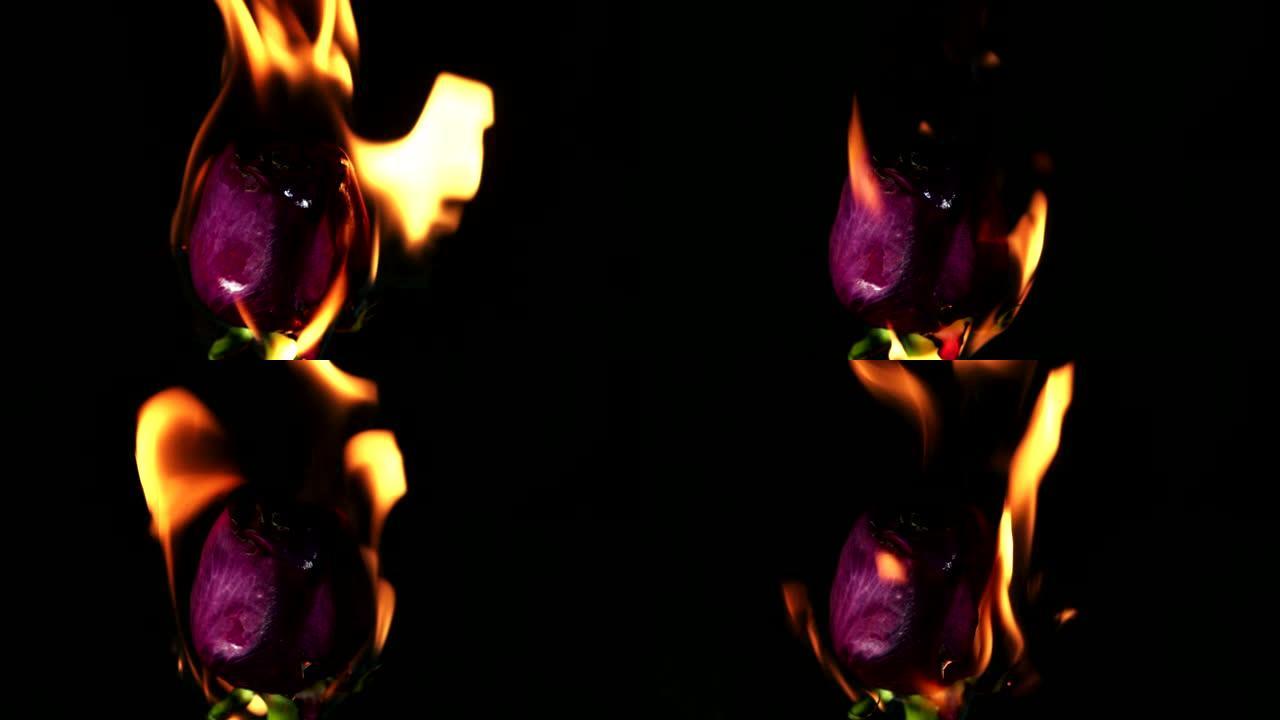 在火焰中燃烧的红玫瑰的特写镜头