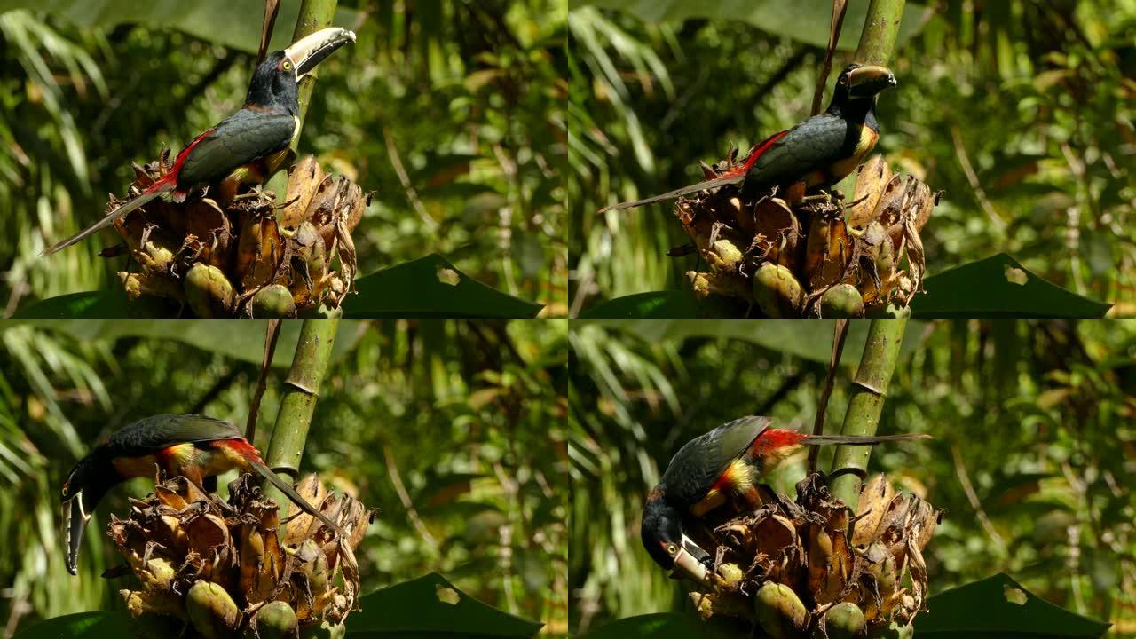 有领的Aracari，因为在大掌树花上取食