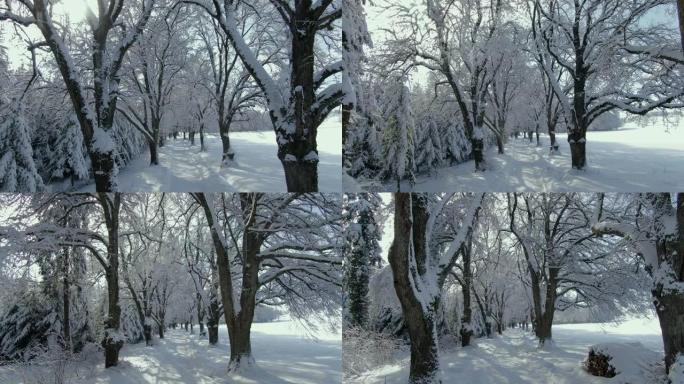 冬天有雪树的小巷冬天有雪树的小巷