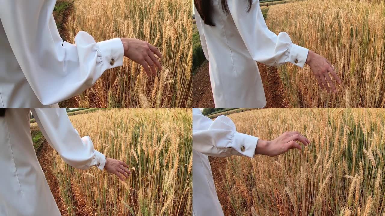 穿着衣服的女人的手触摸成熟的小麦作物