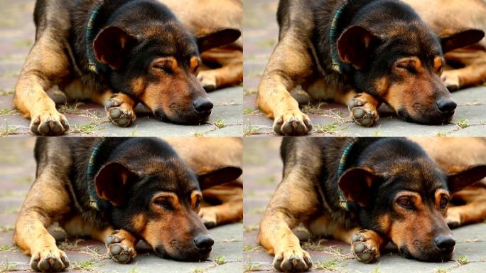 泰国狗躺在地上萌宠养狗狗狗