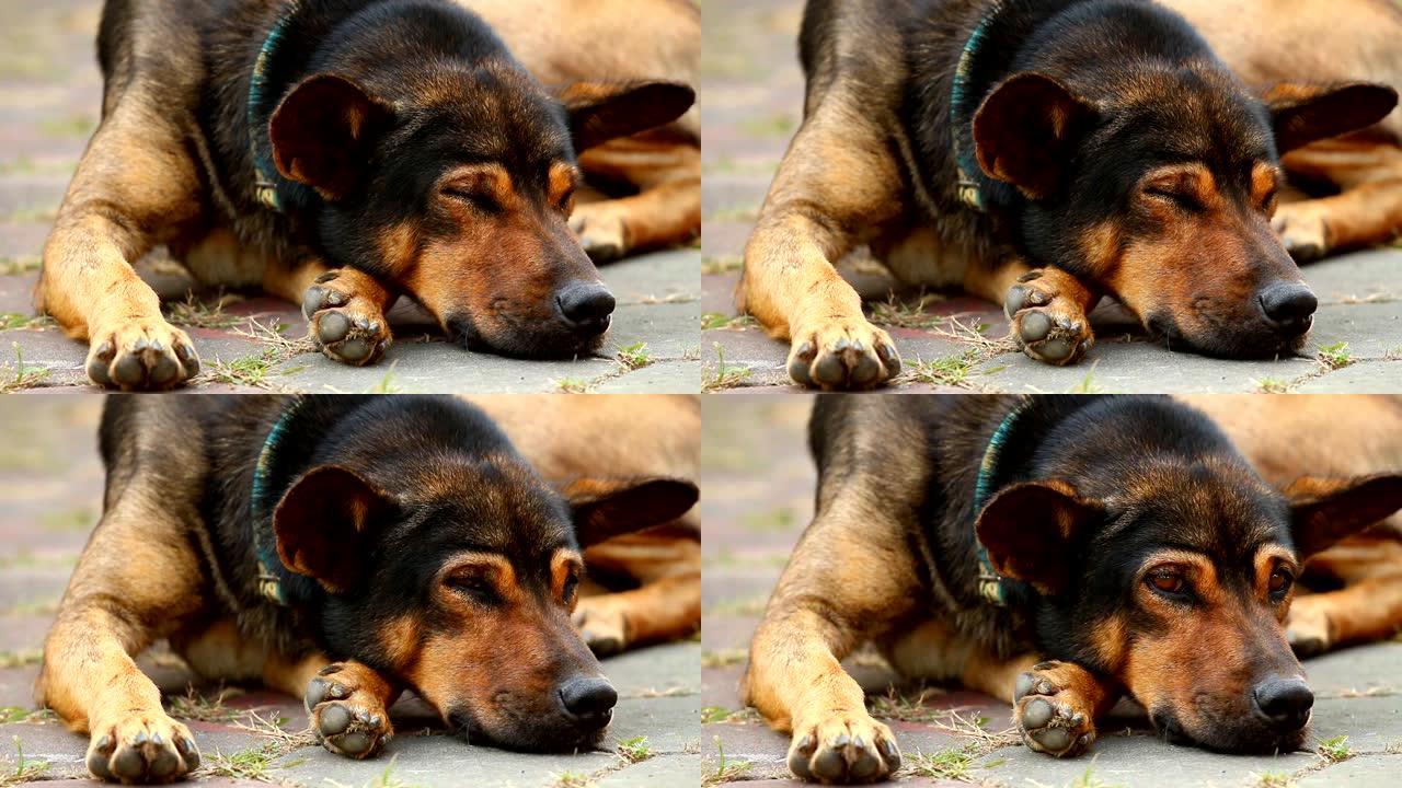泰国狗躺在地上萌宠养狗狗狗