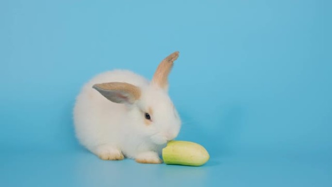 可爱的棕耳小白兔吃黄瓜蓝屏背景