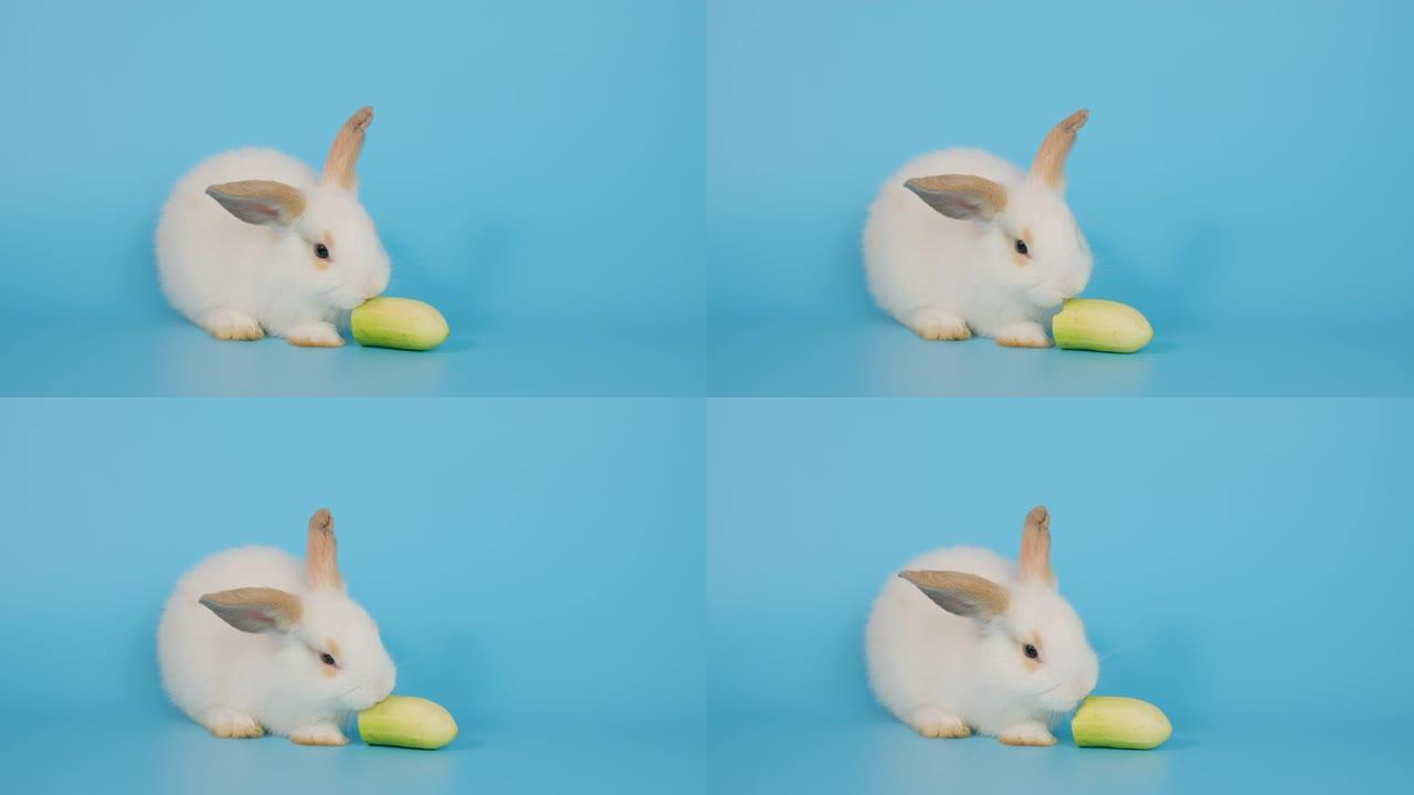 可爱的棕耳小白兔吃黄瓜蓝屏背景
