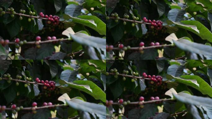 咖啡豆在咖啡树上开始成熟直到红色。