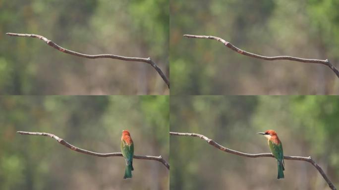 美丽的鸟栗子头蜂食者 (Merops leschenaulti) 鸟发现食物捕捉昆虫站在亚洲泰国的树