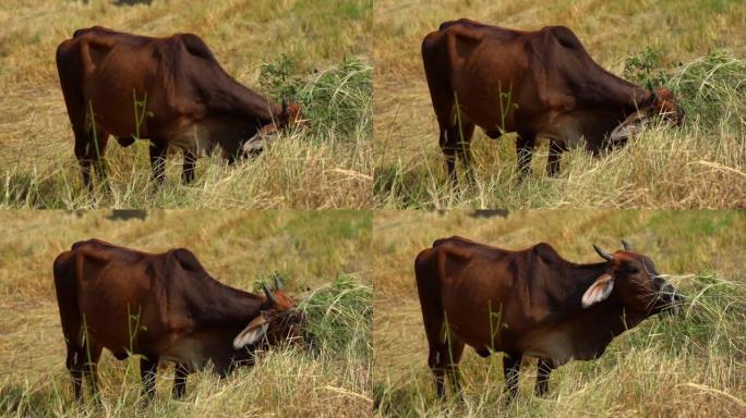 母牛看着相机。牛吃草悠然的黄牛放牛
