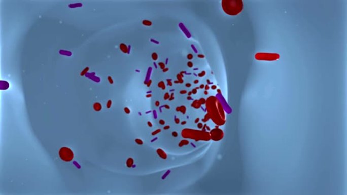 蓝色静脉中的细菌和红细胞。专注于正面。摄像机从后向前移动。多莉进来了。