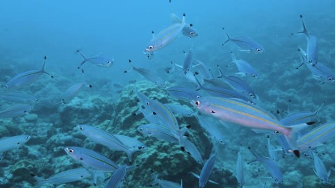 水下: 以漂浮在海中的浮游生物为食的Fusilier学校。大堡礁。