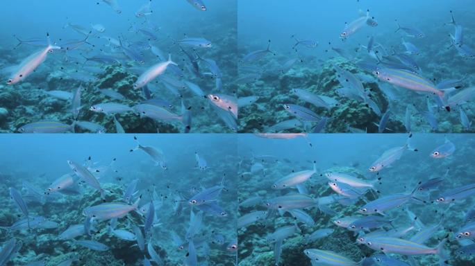 水下: 以漂浮在海中的浮游生物为食的Fusilier学校。大堡礁。