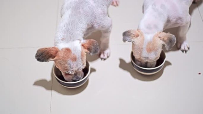 两只西施犬从碗里吃。