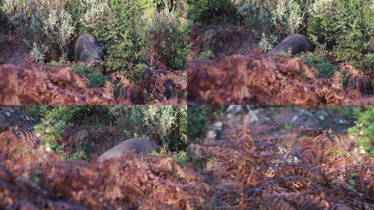 伊比利亚 · 比格斯 (伊比利亚 · 比格斯) 在哈布戈的林间野地跑步,阿拉塞纳的秋天,韦尔瓦