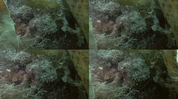 安康鱼或垂钓鱼 (Lophius piscatorius) 躺在海藻上