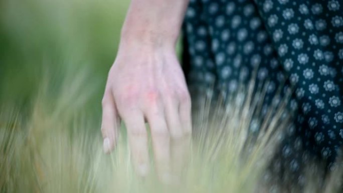 特写浅景深。一个年轻女孩的手在傍晚的麦田上碰到绿色的小穗。冷色