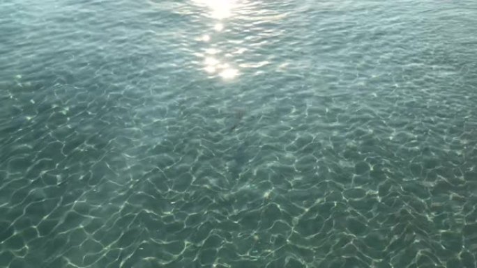 小礁鲨在清澈的水中游泳