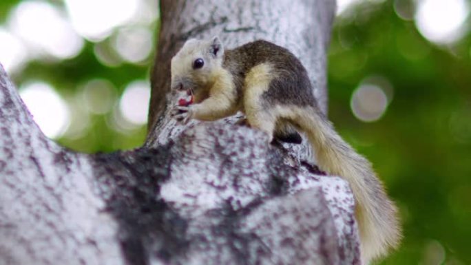 松鼠爬上树的树枝，吃食物。