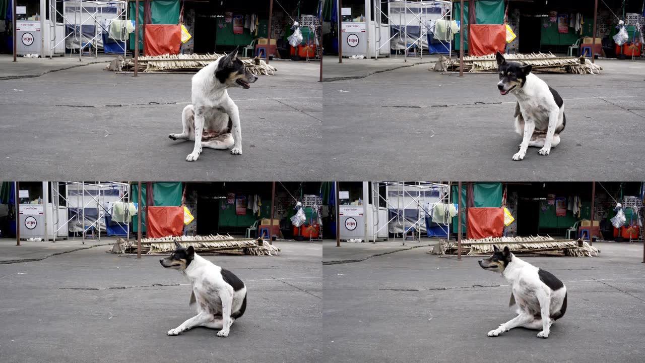 流浪狗坐在街上抓挠头