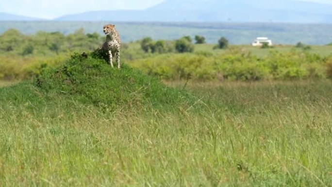 猎豹寻找猎物猎豹狩猎捕食野生动物生物