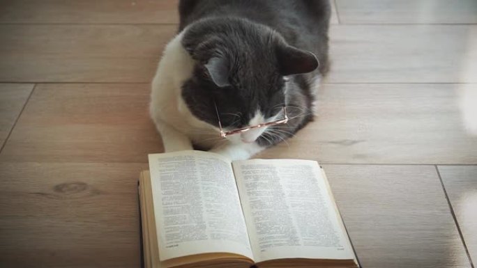 有趣的，戴着黄色圆形眼镜的有趣的猫读着躺在木地板上的书