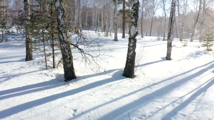 在带有桦树林和小型枞树的冬季雪林中进行空中前锋射击